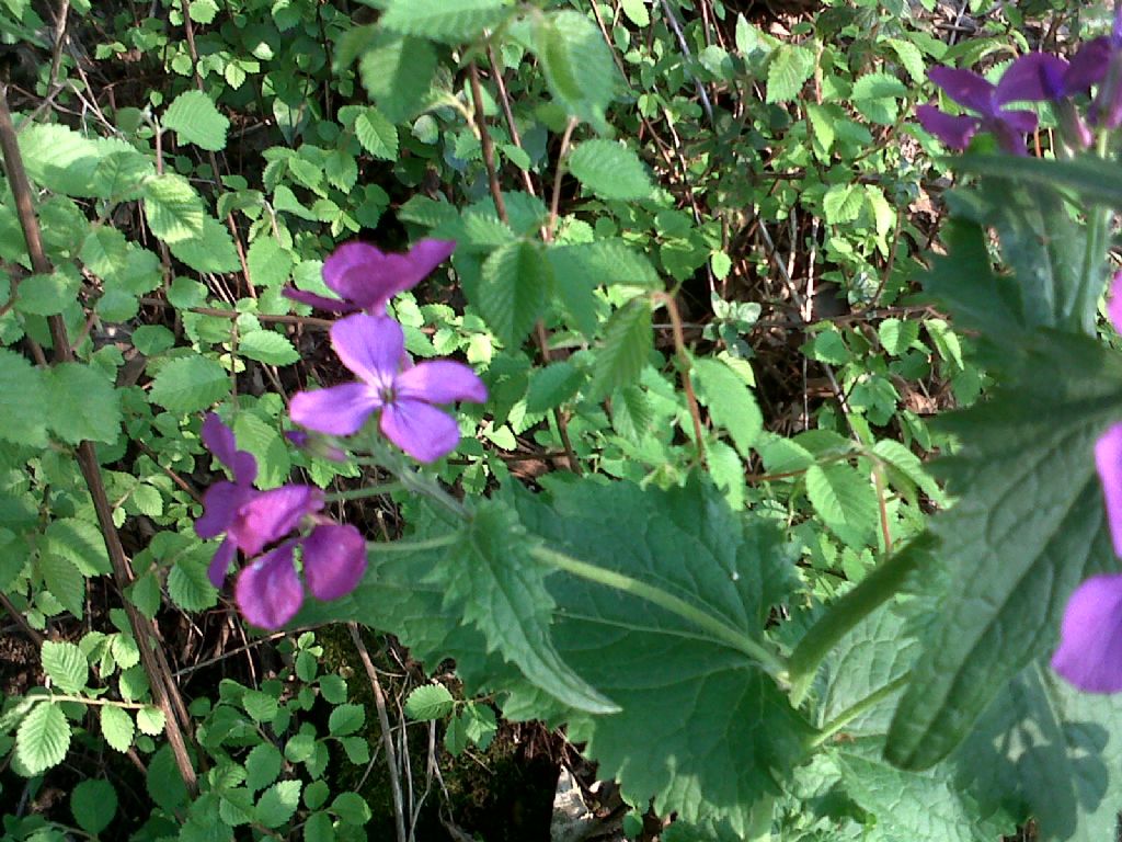 Lunaria annua